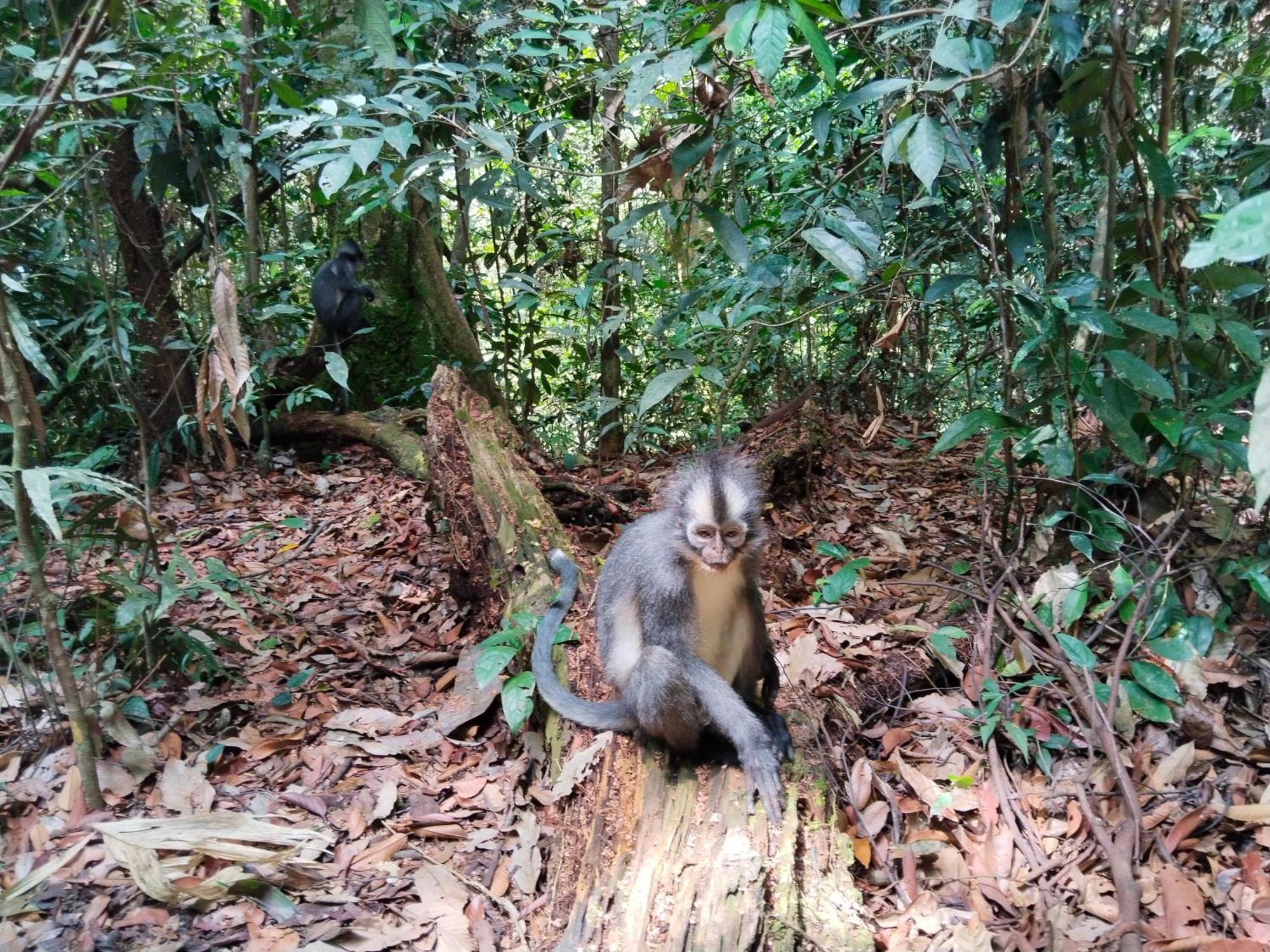 Jhony'S Backpacker-Guest House Only Stay Here Book Treking With Us Bukit Lawang Zewnętrze zdjęcie