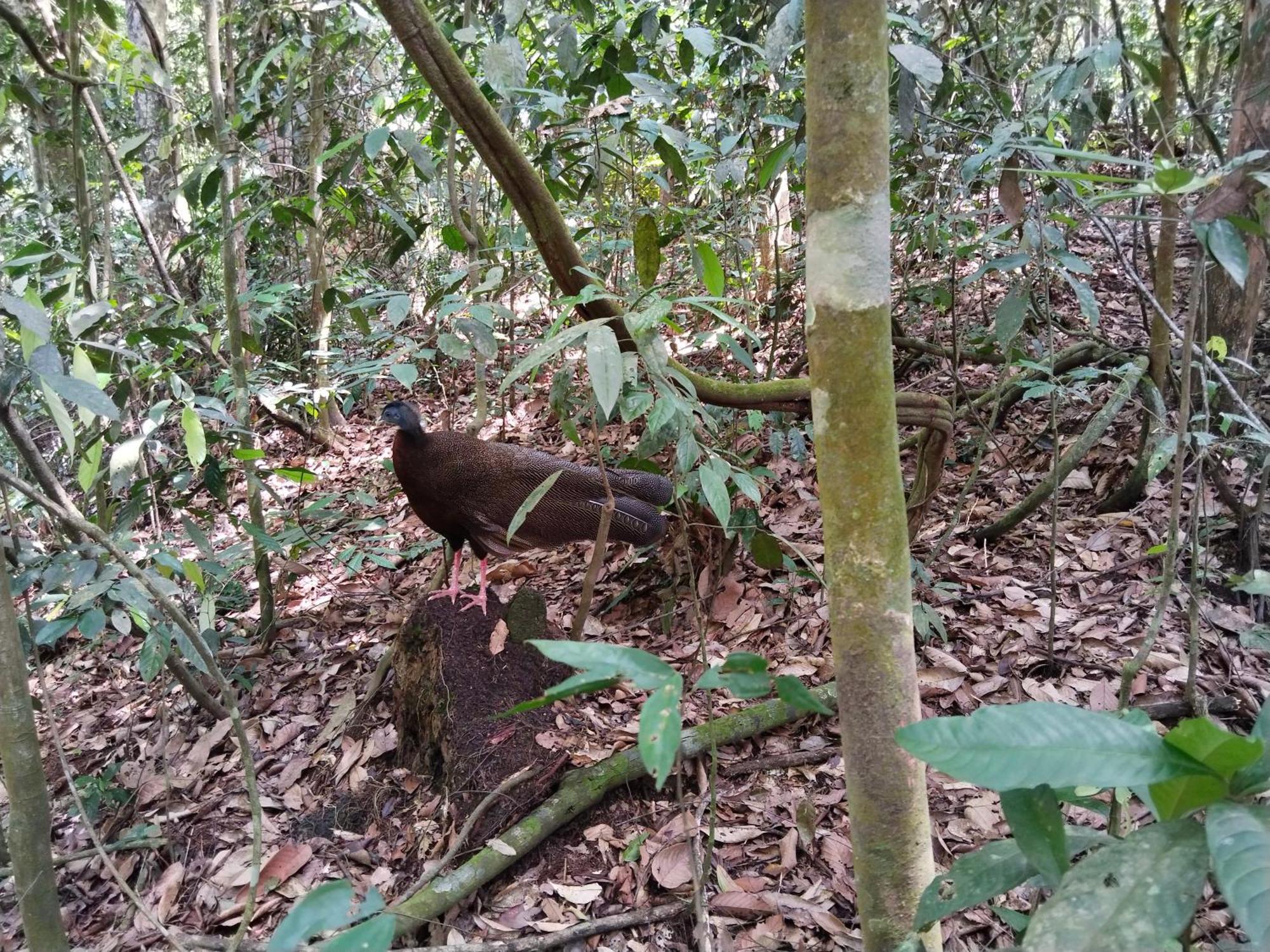 Jhony'S Backpacker-Guest House Only Stay Here Book Treking With Us Bukit Lawang Zewnętrze zdjęcie